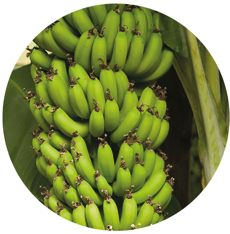 Bananes