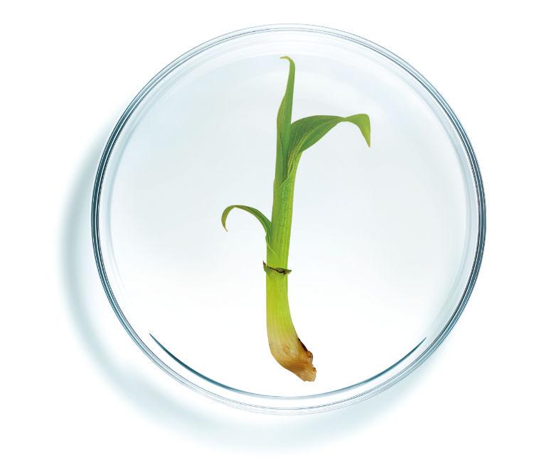 Vitroplant